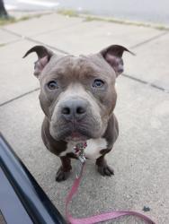 Found/Stray Male Dog last seen Reading Rd, Cincinnati, OH 45229
