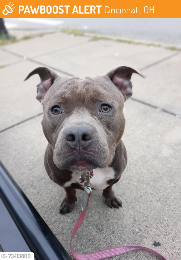 Found/Stray Male Dog last seen Reading Rd, Cincinnati, OH 45229