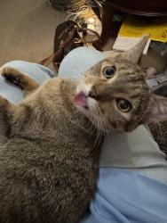 Reunited Female Cat last seen Ashland Avenue and Sunnyside in chicago, Chicago, IL 60640