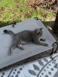 Reunited Male Cat last seen Westport Road and Chestnut Hill Road, Wilton, CT 06897