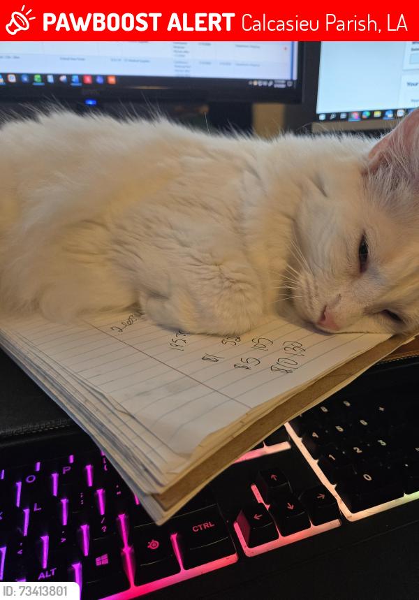 Lost Female Cat last seen David street, Calcasieu Parish, LA 70669