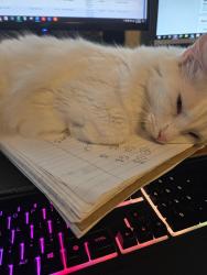 Lost Female Cat last seen David street, Calcasieu Parish, LA 70669