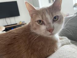 Lost Male Cat last seen Lennard Hugh School, Ruskin, FL 33570