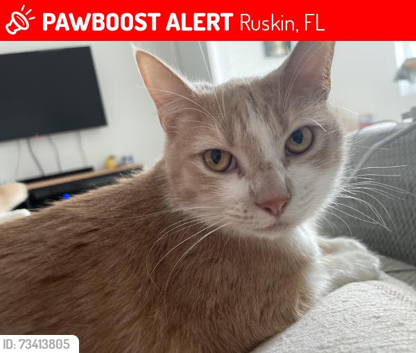 Lost Male Cat last seen Lennard Hugh School, Ruskin, FL 33570