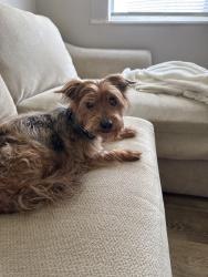 Reunited Male Dog last seen Fleming rd, Columbus, OH 43232