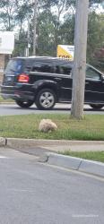 Found/Stray Unknown Dog last seen Jeffery, Chicago, IL 60617