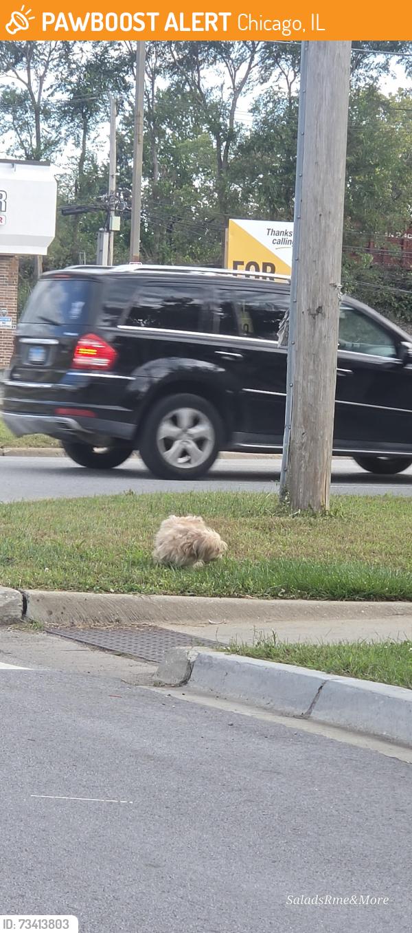 Found/Stray Unknown Dog last seen Jeffery, Chicago, IL 60617
