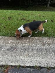 Found/Stray Male Dog last seen Cricket hollow, Clayton, NC 27520