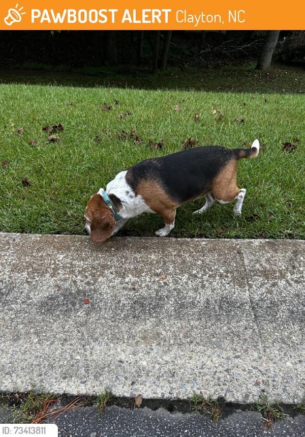Found/Stray Male Dog last seen Cricket hollow, Clayton, NC 27520