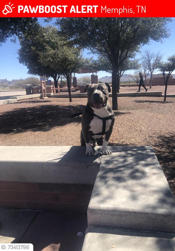 Lost Male Dog last seen Memphis, Memphis, TN 38103
