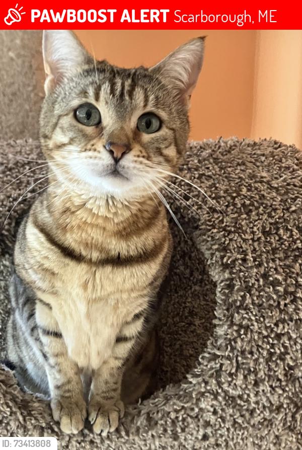 Lost Female Cat last seen Maple Avenue, Scarborough, ME 04074
