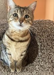 Lost Female Cat last seen Maple Avenue, Scarborough, ME 04074