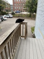 Found/Stray Unknown Cat last seen cambridge st/saunders st, Boston, MA 02134
