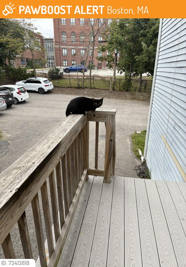 Found/Stray Unknown Cat last seen cambridge st/saunders st, Boston, MA 02134