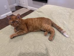 Found/Stray Male Cat last seen Independence Pkwy & Ridgeview Dr in Plano, Plano, TX 75025
