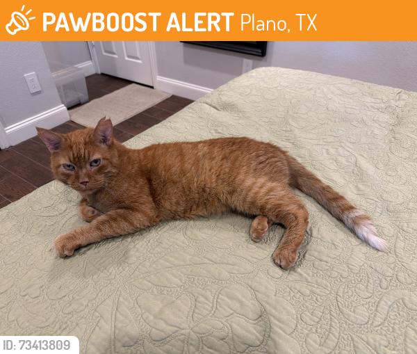 Found/Stray Male Cat last seen Independence Pkwy & Ridgeview Dr in Plano, Plano, TX 75025