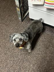 Reunited Male Dog last seen Ran away from home on Berwick st in beaver meadows, Beaver Meadows, PA 18216
