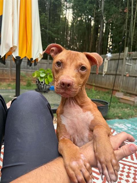 Shelter Stray Female Dog last seen CHARLOTTE, 8315 Byrum Dr, Charlotte, NC 28217, USA