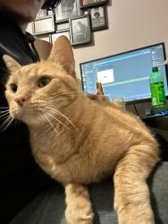 Lost Male Cat last seen normally stays around neighborhood by Eau Claire high school, Eau Claire, MI 49111