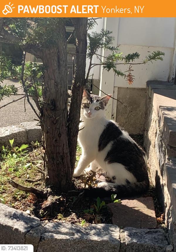 Found/Stray Male Cat last seen Dogwood and Marwood Lane, Yonkers, NY 10701