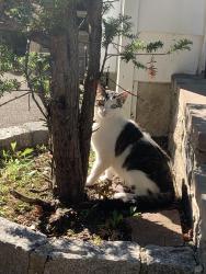 Found/Stray Male Cat last seen Dogwood and Marwood Lane, Yonkers, NY 10701