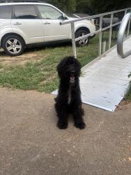 Found/Stray Unknown Dog last seen Sunrise St, Memphis, TN 38127