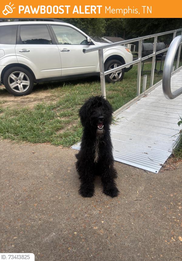 Found/Stray Unknown Dog last seen Sunrise St, Memphis, TN 38127