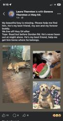 Lost Male Dog last seen I’m betweenTope Rd and Gordon Rd, Senoia, GA 30276