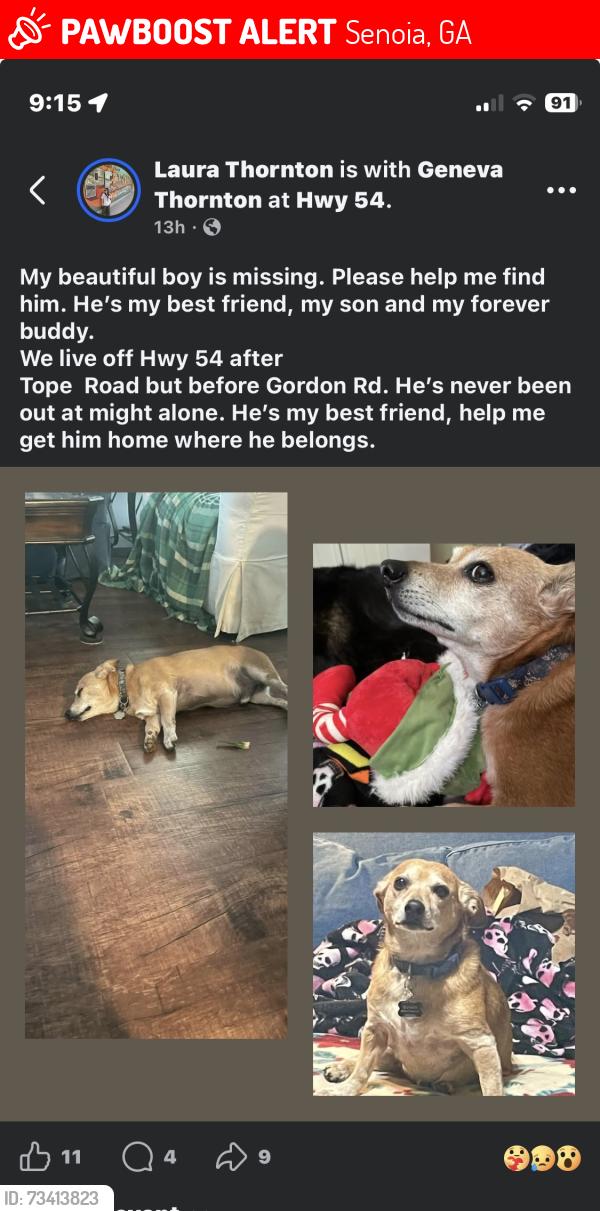 Lost Male Dog last seen I’m betweenTope Rd and Gordon Rd, Senoia, GA 30276