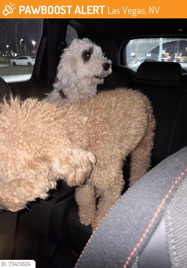 Found/Stray Male Dog last seen Washington and Rainbow, Las Vegas, NV 89107
