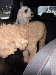 Found/Stray Male Dog last seen Washington and Rainbow, Las Vegas, NV 89107