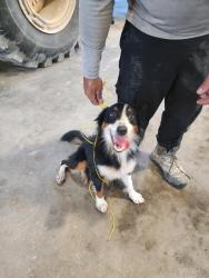 Found/Stray Female Dog last seen Dvorak Dr, Shady Hills, FL 34610