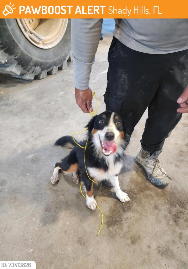 Found/Stray Female Dog last seen Dvorak Dr, Shady Hills, FL 34610
