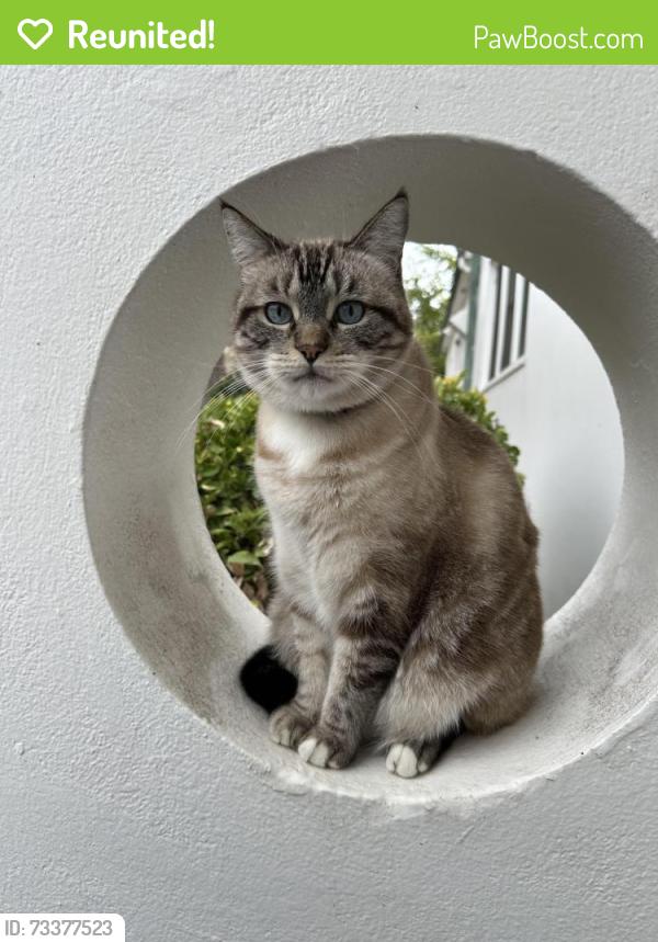 Reunited Male Cat last seen Pearl Harbor Rd & Essex, Alameda, CA 94501