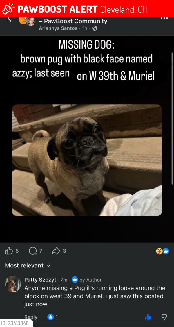 Lost Female Dog last seen Near W35,36,39 & Muriel, Cleveland, OH 44109