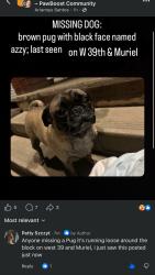 Lost Female Dog last seen Near W35,36,39 & Muriel, Cleveland, OH 44109