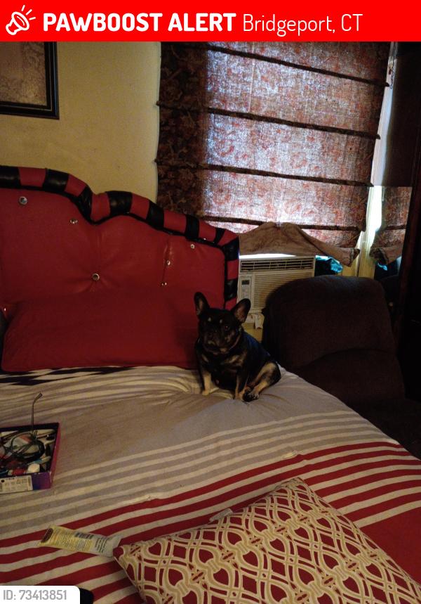 Lost Female Dog last seen Dover, Stewart St, Bridgeport, CT 06610