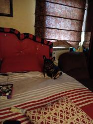 Lost Female Dog last seen Dover, Stewart St, Bridgeport, CT 06610