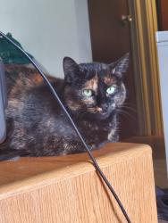 Lost Female Cat last seen Grist Mill Park/M60, Homer, MI 49245