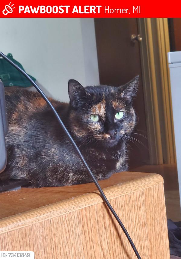 Lost Female Cat last seen Grist Mill Park/M60, Homer, MI 49245
