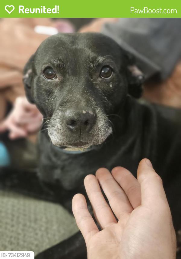 Reunited Female Dog last seen Devin rd, Grove City, OH 43123