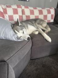 Reunited Male Dog last seen Byron complex, Byron, MN 55920