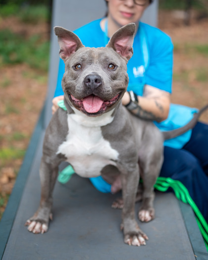 Shelter Stray Male Dog last seen Near Parkhill Drive, 30032, GA, 3280 Chamblee Dunwoody Rd, Chamblee, GA 30341, USA