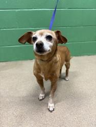 Shelter Stray Male Dog last seen Near Dand M Rd 29627, Anderson County, SC, 1320 US-29, Anderson, SC 29626, USA