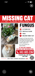 Lost Male Cat last seen September, San Diego, CA 92110