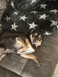 Lost Male Dog last seen Kennedy Rd., Randolph County, NC 27370
