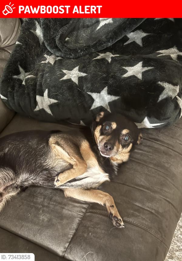 Lost Male Dog last seen Kennedy Rd., Randolph County, NC 27370