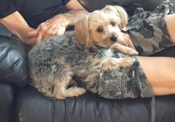 Lost Male Dog last seen Brookwood by the school, Spruce Grove, AB T7X 1J4