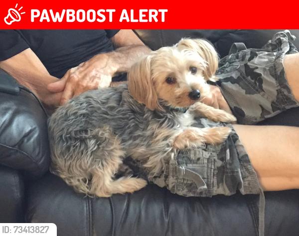 Lost Male Dog last seen Brookwood by the school, Spruce Grove, AB T7X 1J4