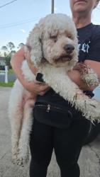 Found/Stray Male Dog last seen P section, Palm Coast, FL 32164